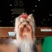 At Crufts 2026, a Different Kind of WAG Style