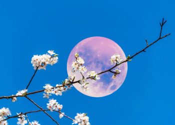 April’s Pink Full Moon Offers a Fresh Start for Spring—Here’s How It Might Affect You