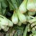 Is Fiber Actually the “Natural” GLP-1 Booster People Think It Is?