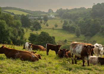 Devon Sent: It’s Time to Visit the Dreamy English County Starring in ‘Sense and Sensibility’