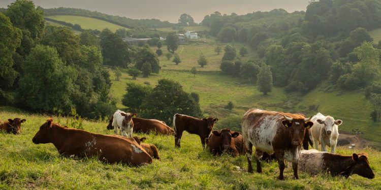 Devon Sent: It’s Time to Visit the Dreamy English County Starring in ‘Sense and Sensibility’