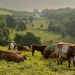 Devon Sent: It’s Time to Visit the Dreamy English County Starring in ‘Sense and Sensibility’